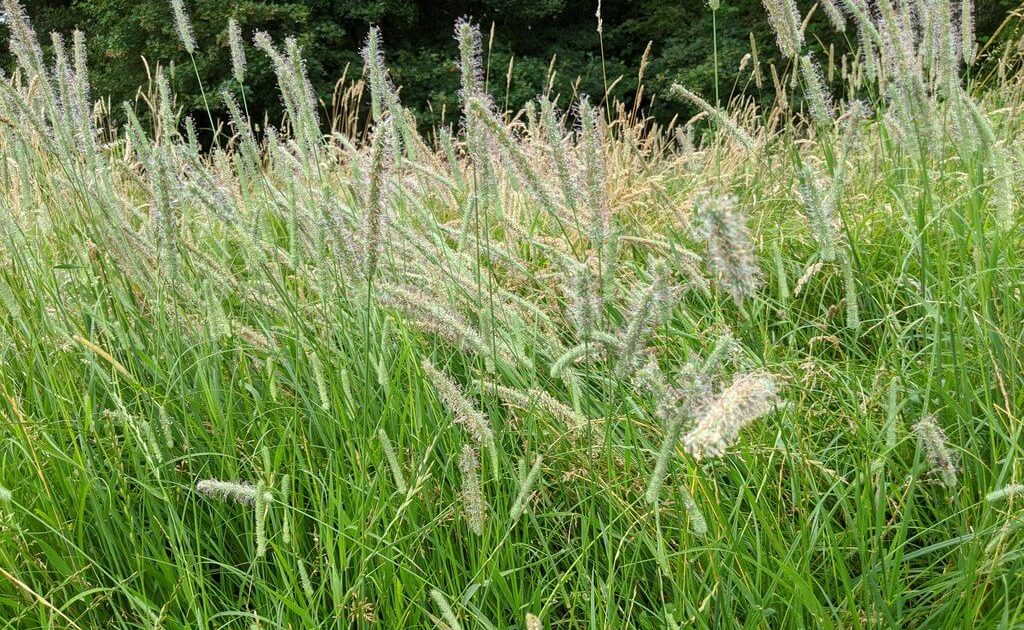 Timothy Grass Allergy: Symptoms, Treatment & Foods to Avoid